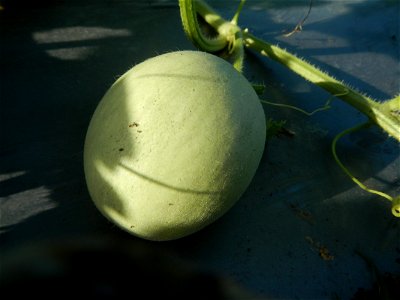 Melon Sweet Flavor plantations in Candaba, Pampanga Cucumis melo cantaloupe group fields in the Philippines Known-You Seed Co., LTD. Known-You Seed Co., LTD., Zhuliao Road, Dashu District, Kaohsiung C