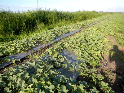 Melon Sweet Flavor plantations in Candaba, Pampanga Cucumis melo cantaloupe group fields in the Philippines Known-You Seed Co., LTD. Known-You Seed Co., LTD., Zhuliao Road, Dashu District, Kaohsiung C