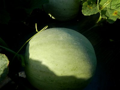 Melon Sweet Flavor plantations in Candaba, Pampanga Cucumis melo cantaloupe group fields in the Philippines Known-You Seed Co., LTD. Known-You Seed Co., LTD., Zhuliao Road, Dashu District, Kaohsiung C