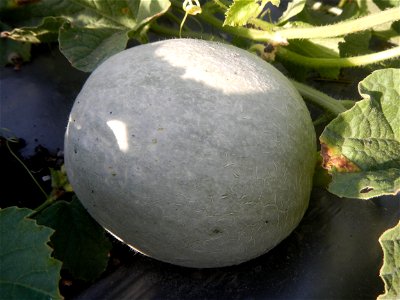 Melon Sweet Flavor plantations in Candaba, Pampanga Cucumis melo cantaloupe group fields in the Philippines Known-You Seed Co., LTD. Known-You Seed Co., LTD., Zhuliao Road, Dashu District, Kaohsiung C