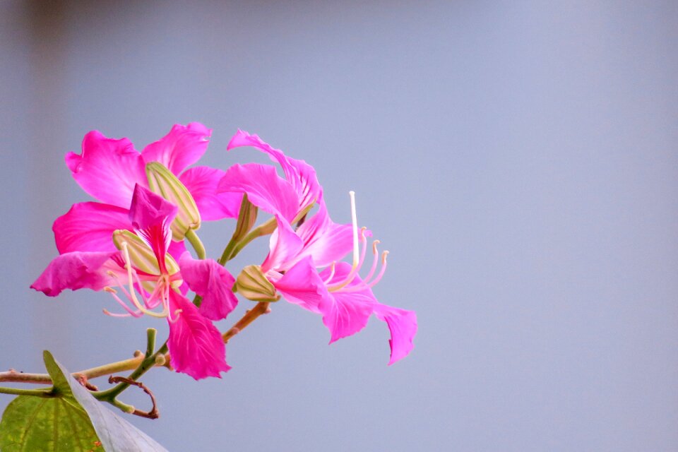 Fuchsia nature flower