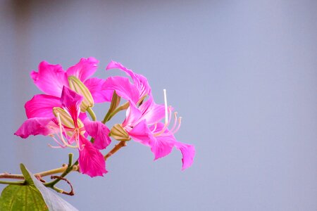 Fuchsia nature flower