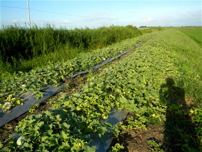 Melon Sweet Flavor plantations in Candaba, Pampanga Cucumis melo cantaloupe group fields in the Philippines Known-You Seed Co., LTD. Known-You Seed Co., LTD., Zhuliao Road, Dashu District, Kaohsiung C