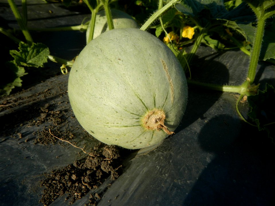 Melon Sweet Flavor plantations in Candaba, Pampanga Cucumis melo cantaloupe group fields in the Philippines Known-You Seed Co., LTD. Known-You Seed Co., LTD., Zhuliao Road, Dashu District, Kaohsiung C