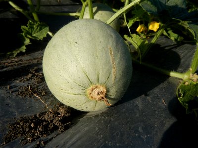 Melon Brilliant plantations in Candaba, Pampanga and Melon Sweet Flavor plantations in Candaba, Pampanga Cucumis melo cantaloupe group fields in the Philippines Known-You Seed Co., LTD. Known-You Seed