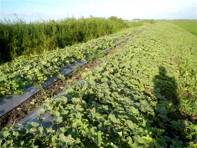 Melon Brilliant plantations in Candaba, Pampanga and Melon Sweet Flavor plantations in Candaba, Pampanga Cucumis melo cantaloupe group fields in the Philippines Known-You Seed Co., LTD. Known-You Seed