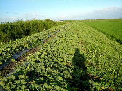 Melon Brilliant plantations in Candaba, Pampanga and Melon Sweet Flavor plantations in Candaba, Pampanga Cucumis melo cantaloupe group fields in the Philippines Known-You Seed Co., LTD. Known-You Seed