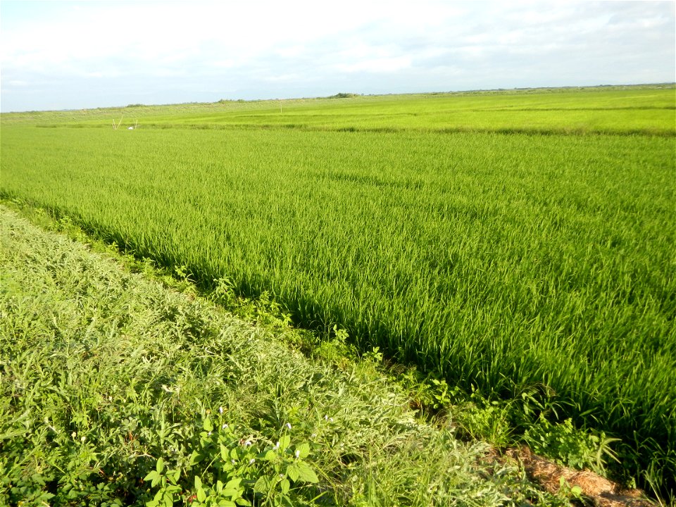 Melon Brilliant plantations in Candaba, Pampanga and Melon Sweet Flavor plantations in Candaba, Pampanga Cucumis melo cantaloupe group fields in the Philippines Known-You Seed Co., LTD. Known-You Seed