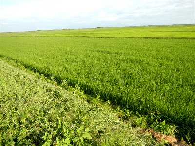Melon Brilliant plantations in Candaba, Pampanga and Melon Sweet Flavor plantations in Candaba, Pampanga Cucumis melo cantaloupe group fields in the Philippines Known-You Seed Co., LTD. Known-You Seed