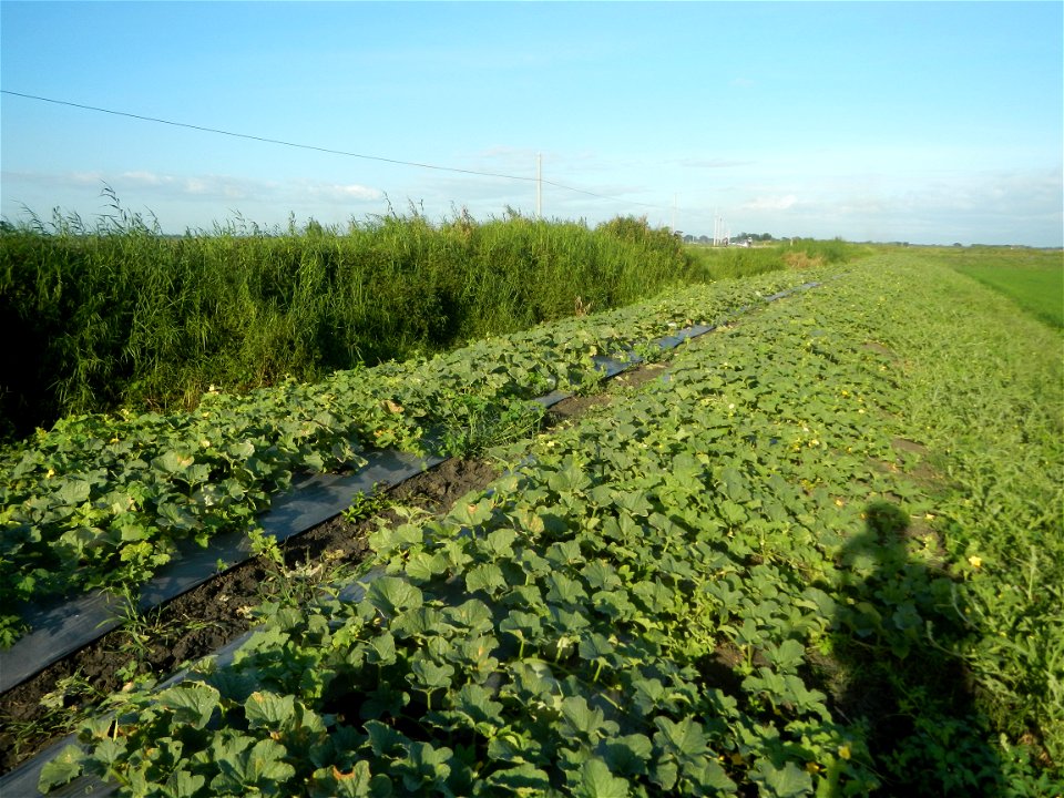 Melon Brilliant plantations in Candaba, Pampanga and Melon Sweet Flavor plantations in Candaba, Pampanga Cucumis melo cantaloupe group fields in the Philippines Known-You Seed Co., LTD. Known-You Seed