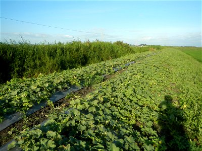 Melon Brilliant plantations in Candaba, Pampanga and Melon Sweet Flavor plantations in Candaba, Pampanga Cucumis melo cantaloupe group fields in the Philippines Known-You Seed Co., LTD. Known-You Seed