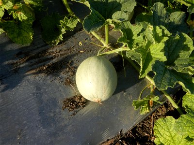 Melon Brilliant plantations in Candaba, Pampanga and Melon Sweet Flavor plantations in Candaba, Pampanga Cucumis melo cantaloupe group fields in the Philippines Known-You Seed Co., LTD. Known-You Seed