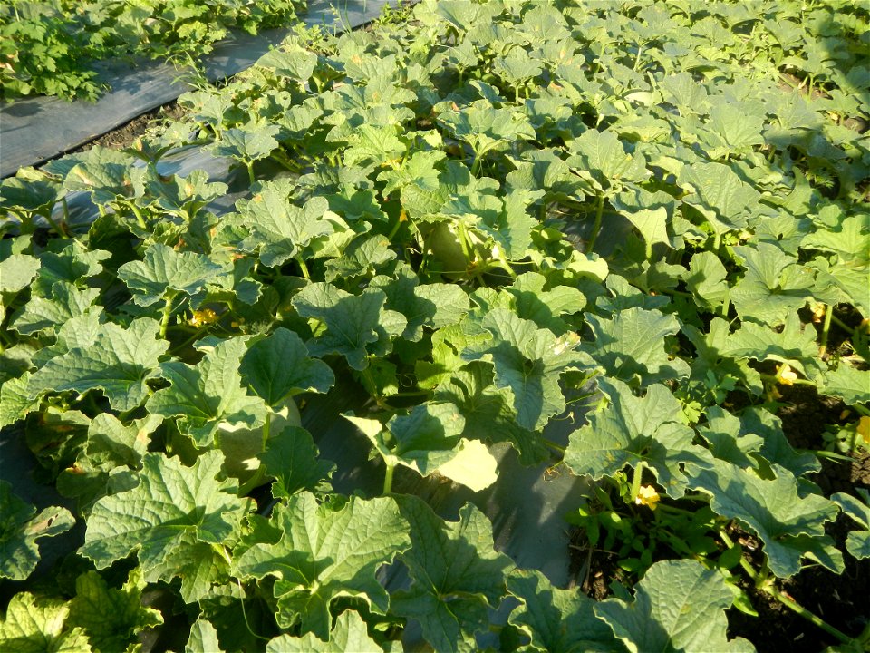 Melon Brilliant plantations in Candaba, Pampanga and Melon Sweet Flavor plantations in Candaba, Pampanga Cucumis melo cantaloupe group fields in the Philippines Known-You Seed Co., LTD. Known-You Seed