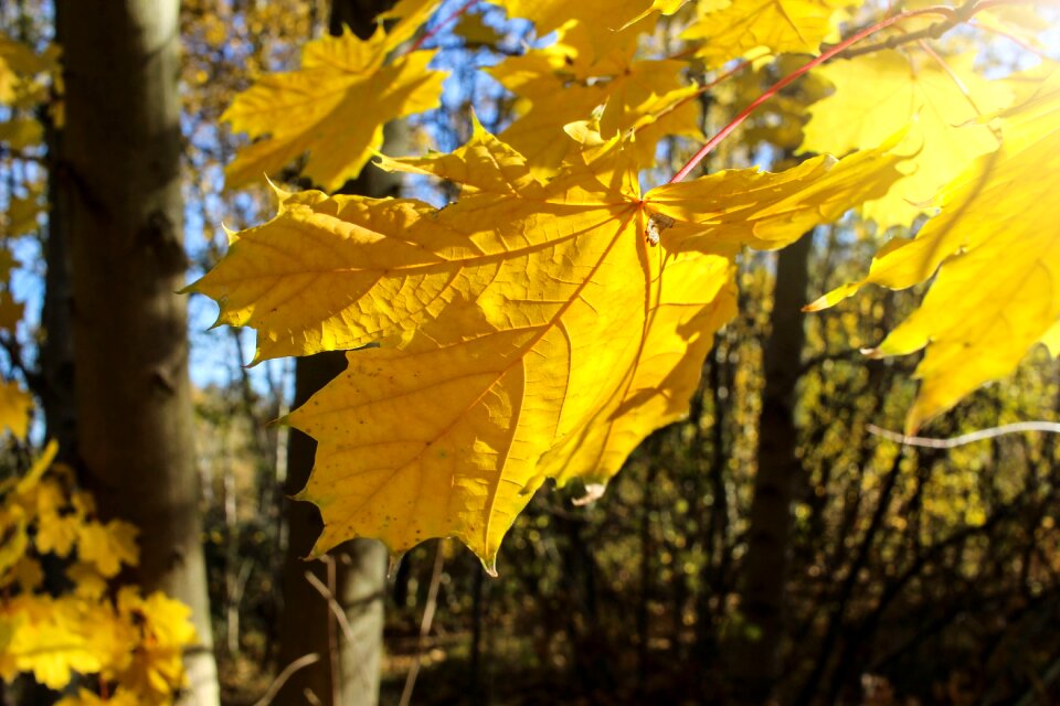 True leaves fall color nature