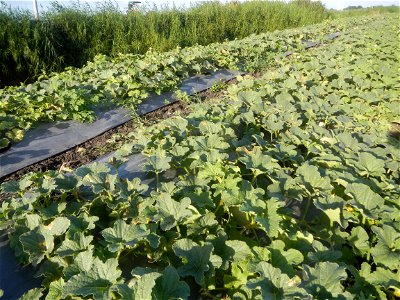 Melon Brilliant plantations in Candaba, Pampanga and Melon Sweet Flavor plantations in Candaba, Pampanga Cucumis melo cantaloupe group fields in the Philippines Known-You Seed Co., LTD. Known-You Seed
