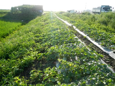 Melon Brilliant plantations in Candaba, Pampanga and Melon Sweet Flavor plantations in Candaba, Pampanga Cucumis melo cantaloupe group fields in the Philippines Known-You Seed Co., LTD. Known-You Seed