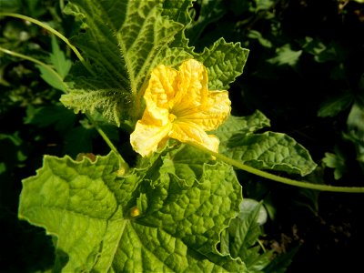 Melon Brilliant plantations in Candaba, Pampanga and Melon Sweet Flavor plantations in Candaba, Pampanga Cucumis melo cantaloupe group fields in the Philippines Known-You Seed Co., LTD. Known-You Seed