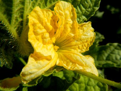 Melon Brilliant plantations in Candaba, Pampanga and Melon Sweet Flavor plantations in Candaba, Pampanga Cucumis melo cantaloupe group fields in the Philippines Known-You Seed Co., LTD. Known-You Seed