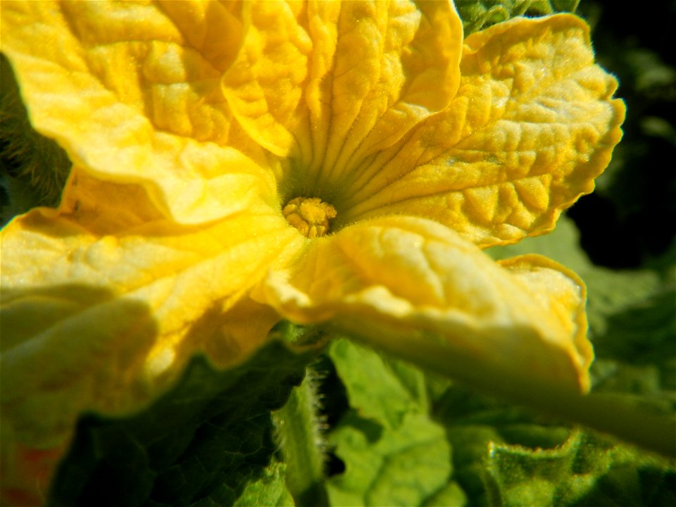Melon Brilliant plantations in Candaba, Pampanga and Melon Sweet Flavor plantations in Candaba, Pampanga Cucumis melo cantaloupe group fields in the Philippines Known-You Seed Co., LTD. Known-You Seed