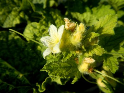 Melon Brilliant plantations in Candaba, Pampanga and Melon Sweet Flavor plantations in Candaba, Pampanga Cucumis melo cantaloupe group fields in the Philippines Known-You Seed Co., LTD. Known-You Seed