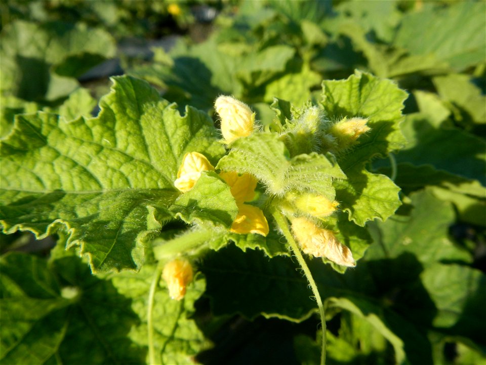 Melon Brilliant plantations in Candaba, Pampanga and Melon Sweet Flavor plantations in Candaba, Pampanga Cucumis melo cantaloupe group fields in the Philippines Known-You Seed Co., LTD. Known-You Seed