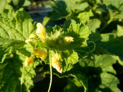 Melon Brilliant plantations in Candaba, Pampanga and Melon Sweet Flavor plantations in Candaba, Pampanga Cucumis melo cantaloupe group fields in the Philippines Known-You Seed Co., LTD. Known-You Seed