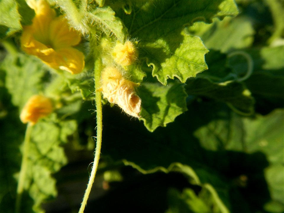 Melon Brilliant plantations in Candaba, Pampanga and Melon Sweet Flavor plantations in Candaba, Pampanga Cucumis melo cantaloupe group fields in the Philippines Known-You Seed Co., LTD. Known-You Seed