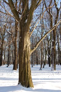 Snow cold nature