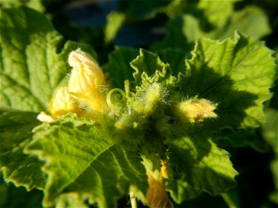 Melon Brilliant plantations in Candaba, Pampanga and Melon Sweet Flavor plantations in Candaba, Pampanga Cucumis melo cantaloupe group fields in the Philippines Known-You Seed Co., LTD. Known-You Seed
