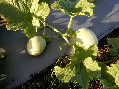 Melon Brilliant plantations in Candaba, Pampanga and Melon Sweet Flavor plantations in Candaba, Pampanga Cucumis melo cantaloupe group fields in the Philippines Known-You Seed Co., LTD. Known-You Seed