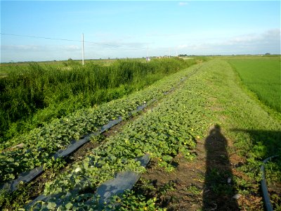Melon Brilliant plantations in Candaba, Pampanga and Melon Sweet Flavor plantations in Candaba, Pampanga Cucumis melo cantaloupe group fields in the Philippines Known-You Seed Co., LTD. Known-You Seed