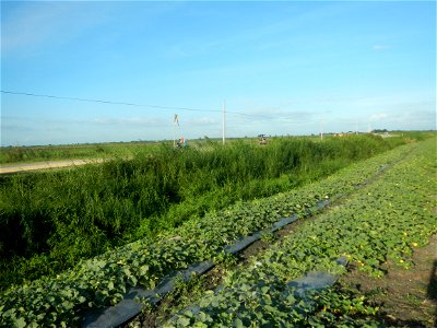 Melon Brilliant plantations in Candaba, Pampanga and Melon Sweet Flavor plantations in Candaba, Pampanga Cucumis melo cantaloupe group fields in the Philippines Known-You Seed Co., LTD. Known-You Seed