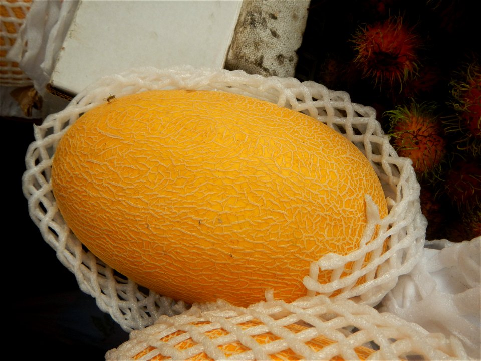 Cucumis melo Pitaya Hylocereus monacanthus Longan Avocado (Philippines) in Barangays Pagala 14°58'14"N   120°53'26"E Baliuag, Bulacan, Bulacan province (Note: Judge Florentino Floro, the owner, to rep