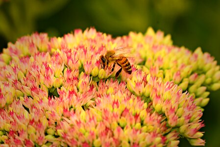 Pollination honey nectar