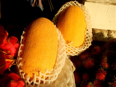 Cucumis melo Pitaya Hylocereus monacanthus Longan Avocado (Philippines) in Barangays Pagala 14°58'14"N   120°53'26"E Baliuag, Bulacan, Bulacan province (Note: Judge Florentino Floro, the owner, to rep