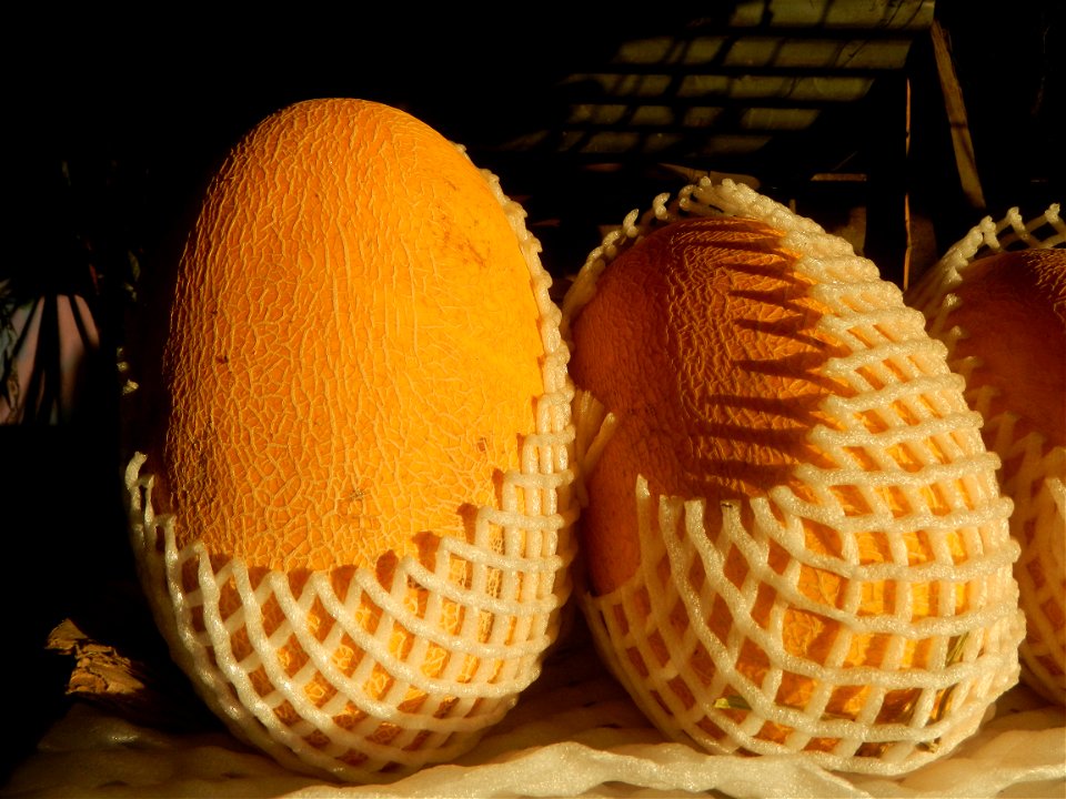 Cucumis melo Pitaya Hylocereus monacanthus Longan Avocado (Philippines) in Barangays Pagala 14°58'14"N   120°53'26"E Baliuag, Bulacan, Bulacan province (Note: Judge Florentino Floro, the owner, to rep