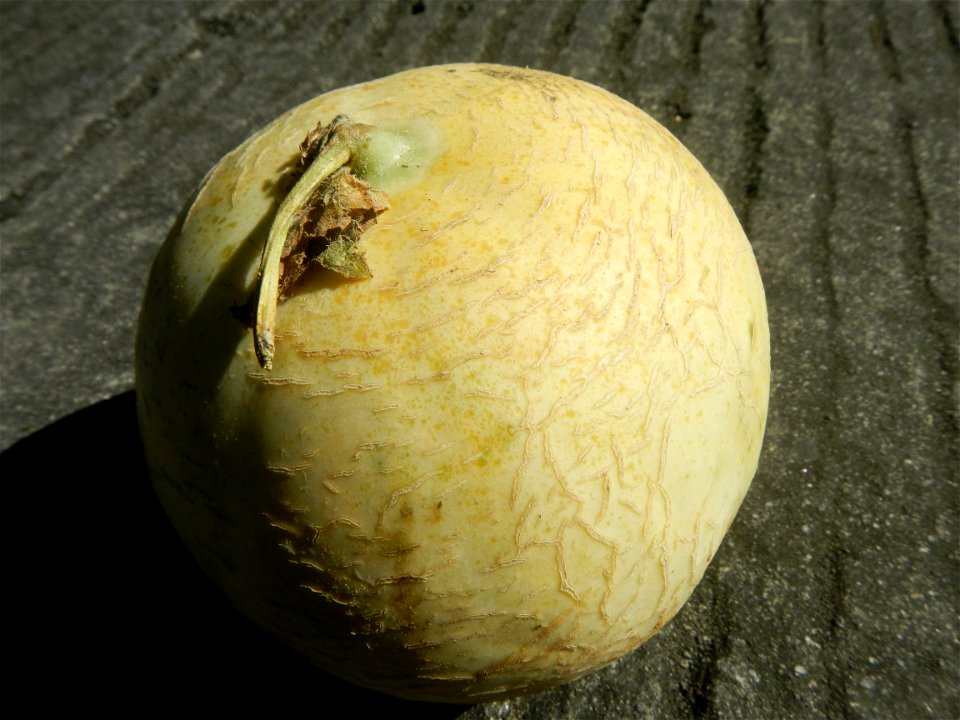 Jollibee products in the Philippines, Melon Cantaloupe Group in the Philippines all taken in Barangay Poblacion 14°57'17"N   120°54'2"E Baliuag, Bulacan, Bulacan (accessed from Maharlika Highway (Caga