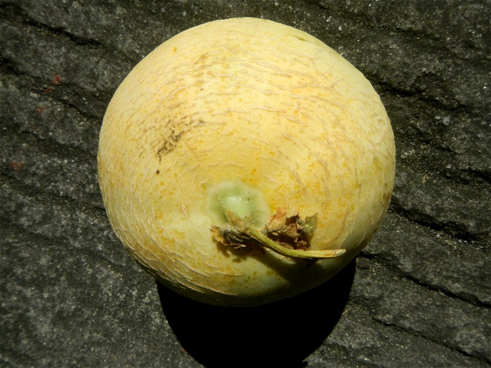 Jollibee products in the Philippines, Melon Cantaloupe Group in the Philippines all taken in Barangay Poblacion 14°57'17"N   120°54'2"E Baliuag, Bulacan, Bulacan (accessed from Maharlika Highway (Caga