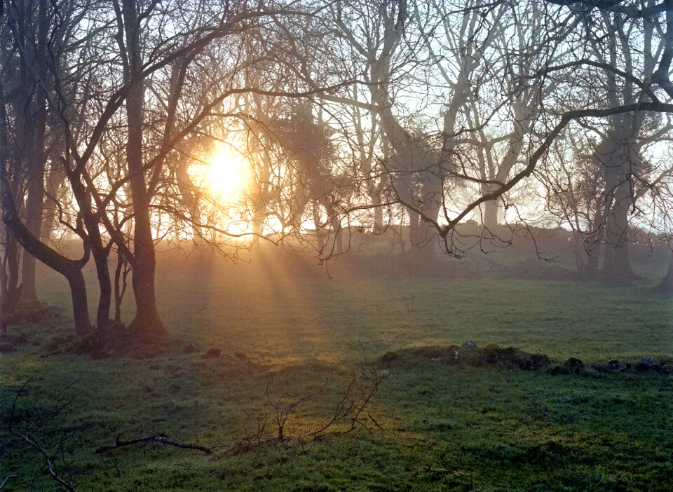Mist nature landscape