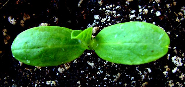 Melon plant (Cucumis melo) cotyledons, Barcelona