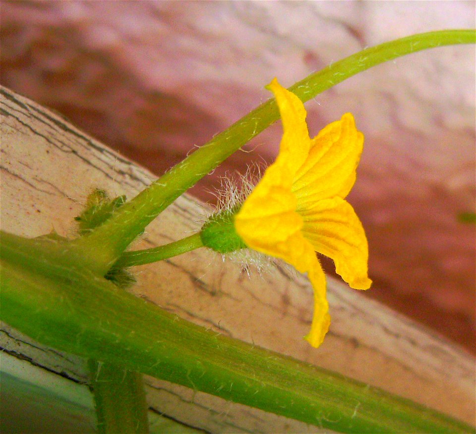 Melon male flower, cultivar Charentais, Barcelona