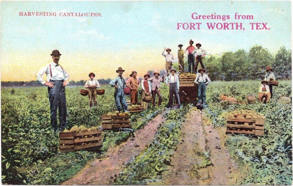 Postcard: "Greetings from Fort Worth, Texas". Harvesting Cantaloupes. The postcard features a drawing of a group of men standing in a field of cantaloupes, some of them holding baskets of the fruit.