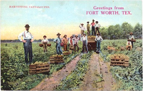 Postcard: "Greetings from Fort Worth, Texas". Harvesting Cantaloupes. The postcard features a drawing of a group of men standing in a field of cantaloupes, some of them holding baskets of the fruit.