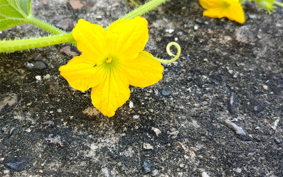 Chamoe (Korean melon) flower