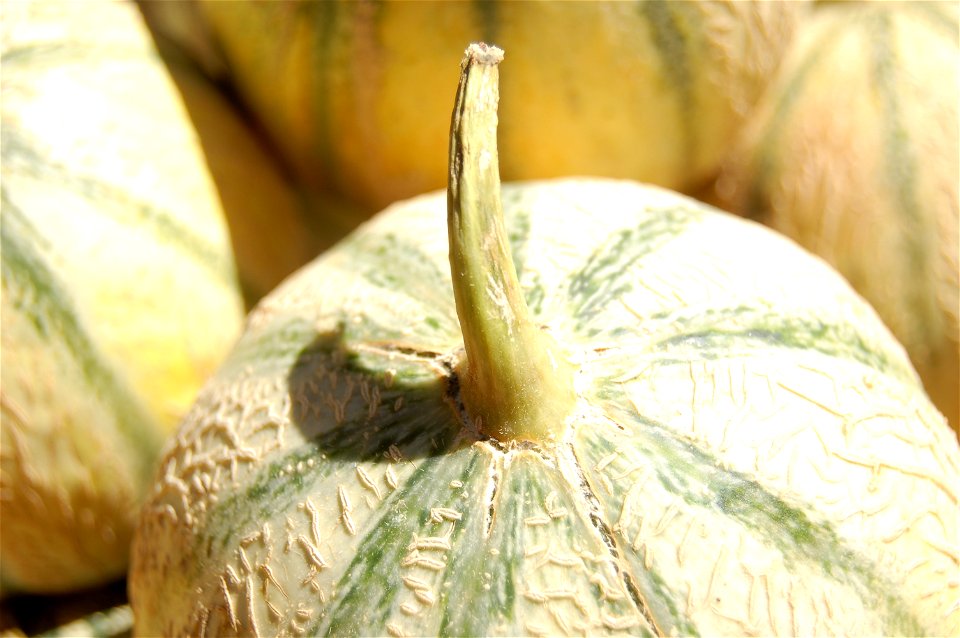 Melon sur le marché de Toulon (Var)