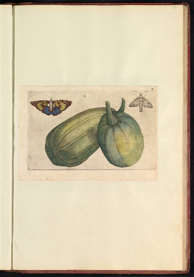 IdentificatieTitel(s): Twee meloenen (Cucumis melo)Objecttype: prent Serienummer: 12/60Objectnummer: RP-T-BR-2017-1-12-74Omschrijving: Twee meloenen en twee nachtvlinders. Fig. 12 op een blad met de h