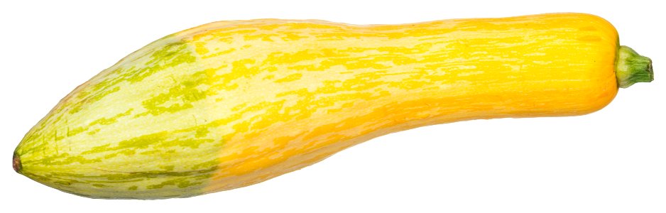 A yellow/summer squash, from an organic food co-op. photo