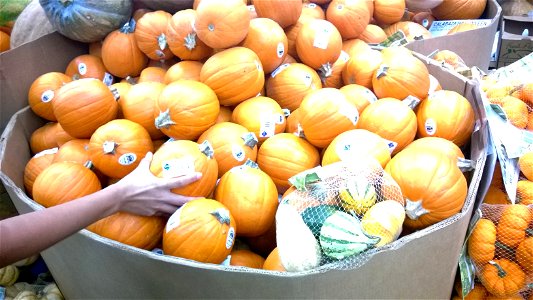 Cucurbita.
Calabazas fotografiadas en un mercado de Villahermosa, Tabasco , México.