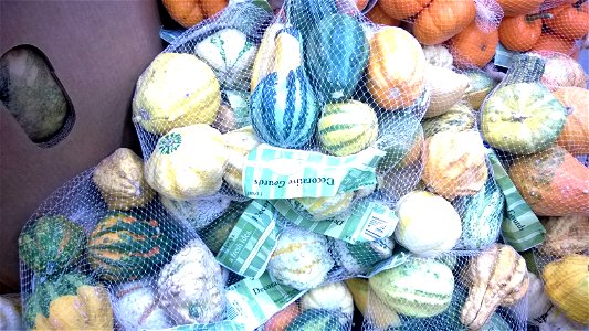 Cucurbita.
Calabazas fotografiadas en un mercado de Villahermosa, Tabasco , México.

En esta época del año se venden muchas "calabazas decorativas" para adornar los altares en el Día de los Muertos.