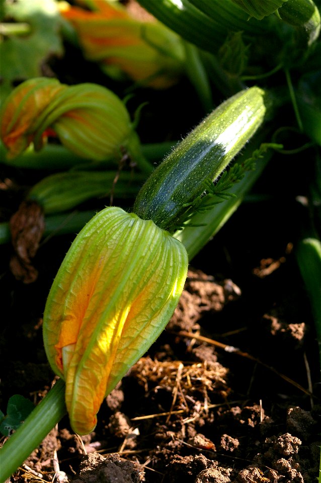 Maturating courgette/zuchinni.